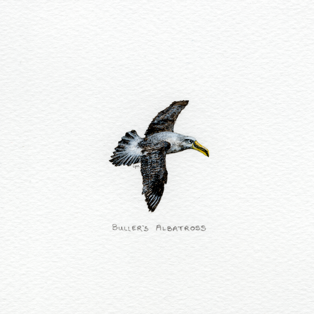 Buller's Albatross (Low).png