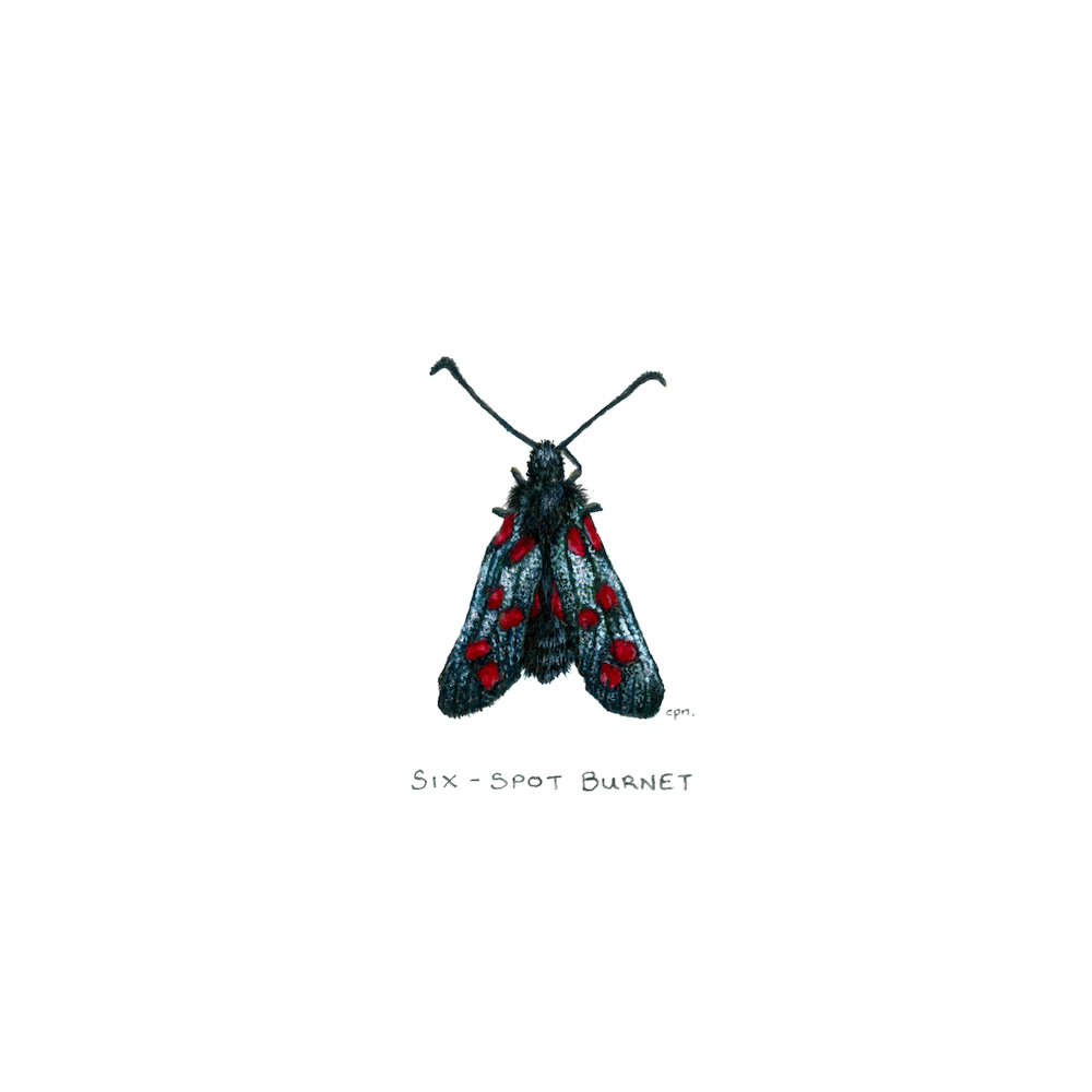 Six-Spot Burnet (Low).png