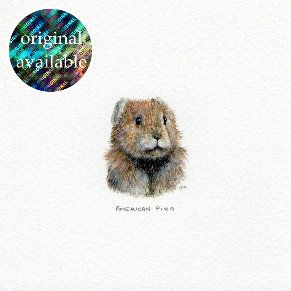 American Pika II (Original).png