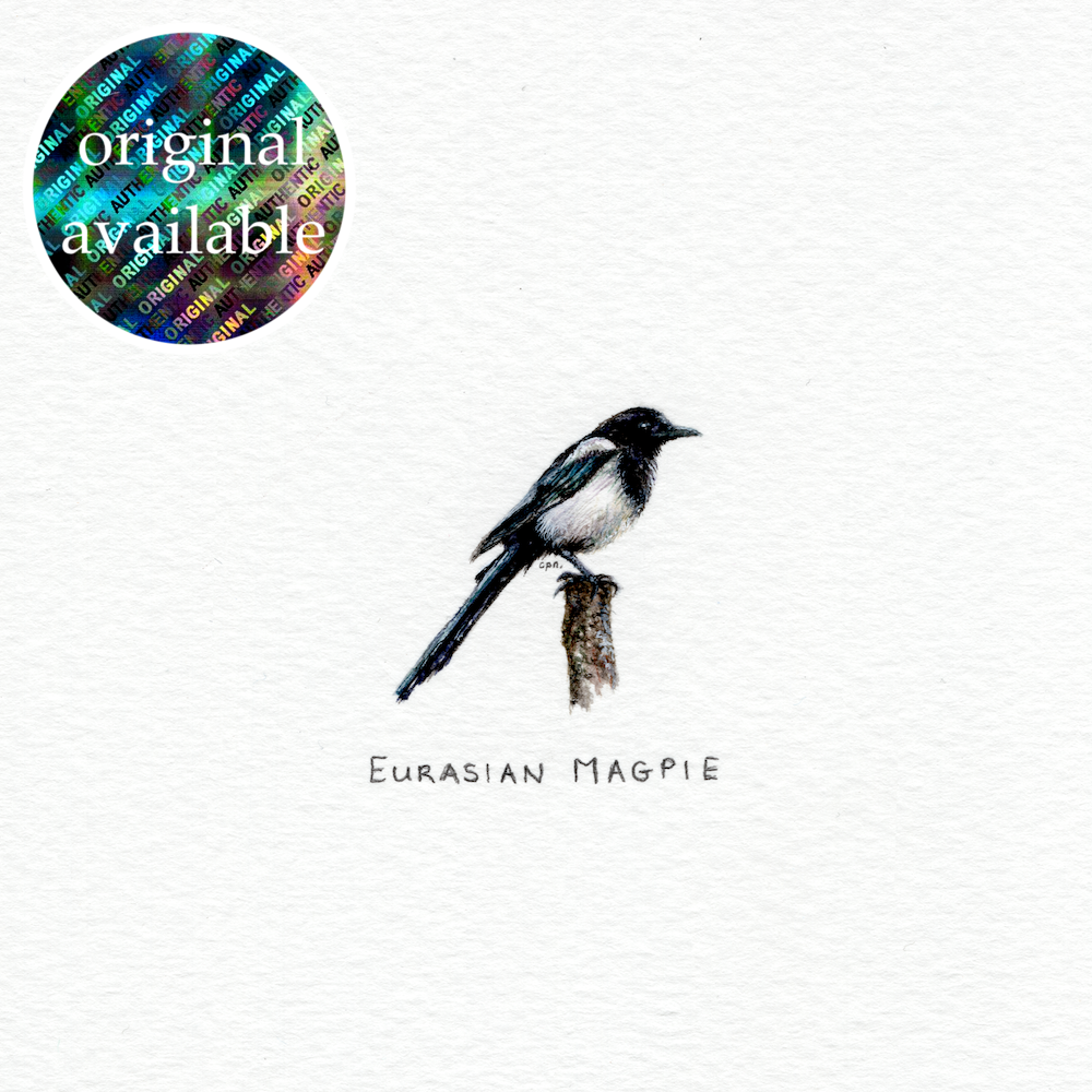 Eurasian Magpie (Original).png