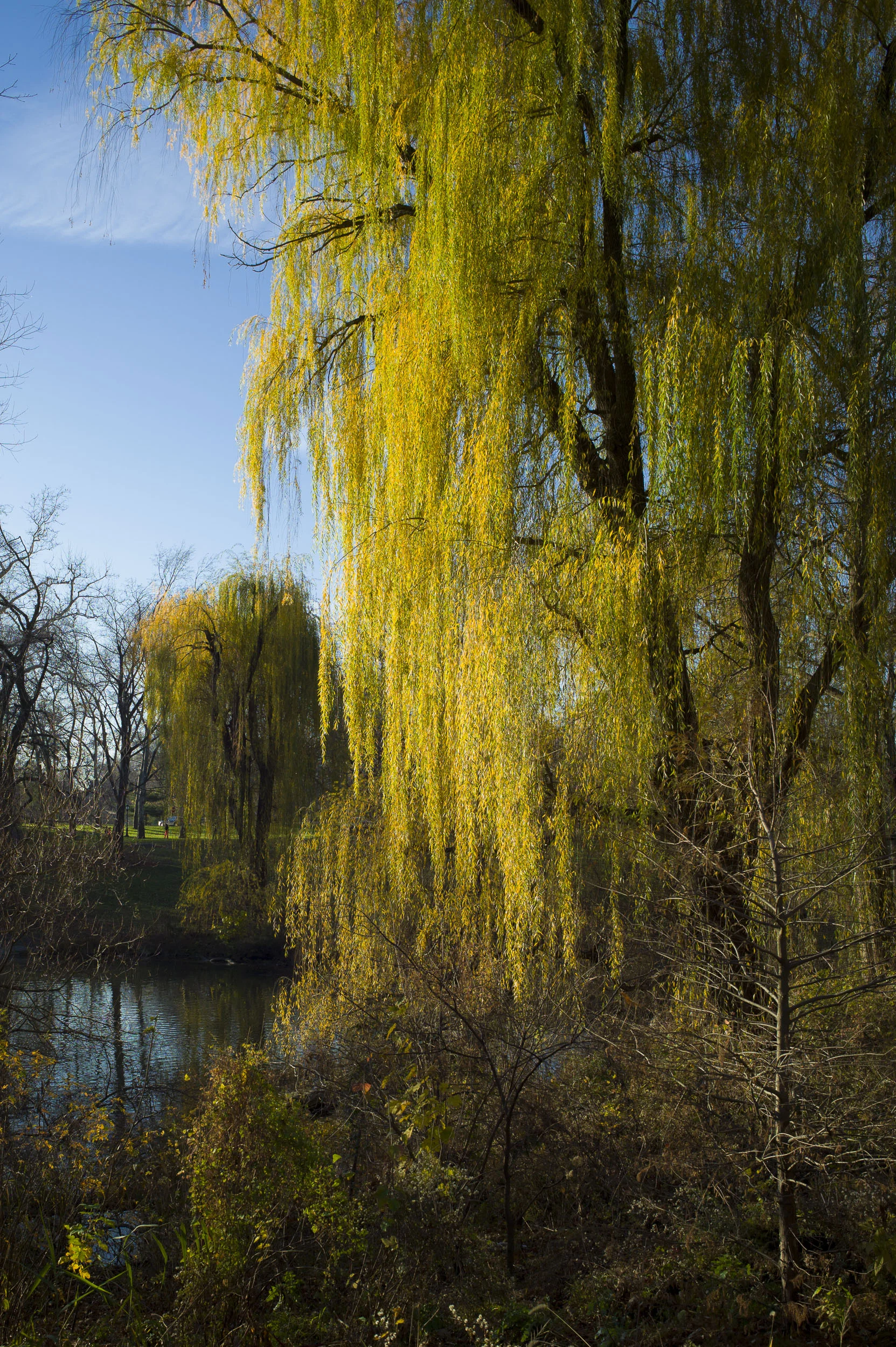 L1002982.jpg