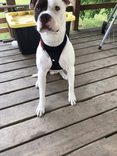 Dog harness.jpg