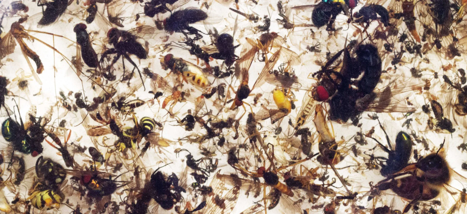 Bug Apocalypse is Here as Catastrophic Fraction of Bug Species are Dying Off as Each Year Increments 