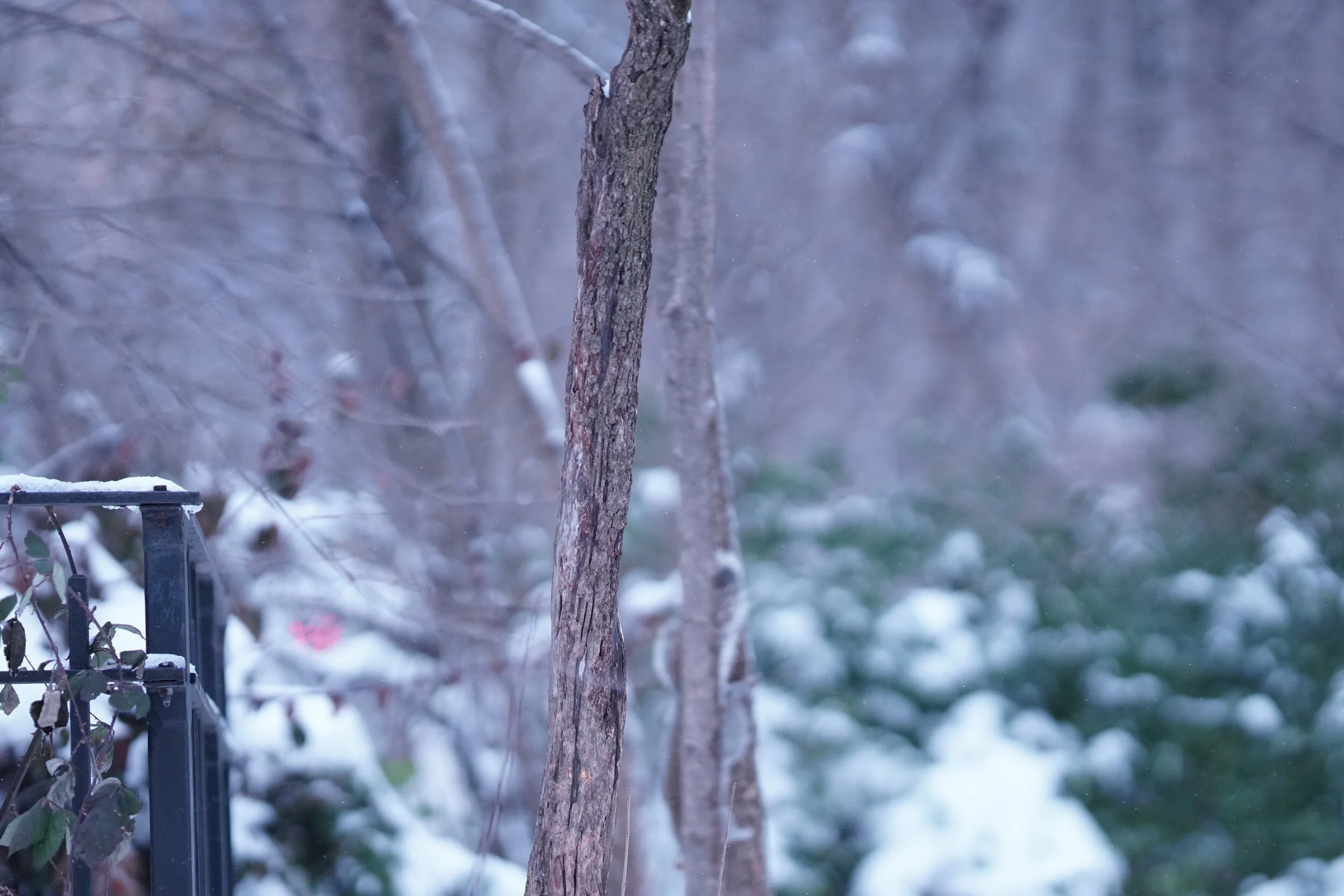 Icy Park 2021 (Central Park - Blizzard 2021 Aftermath -7