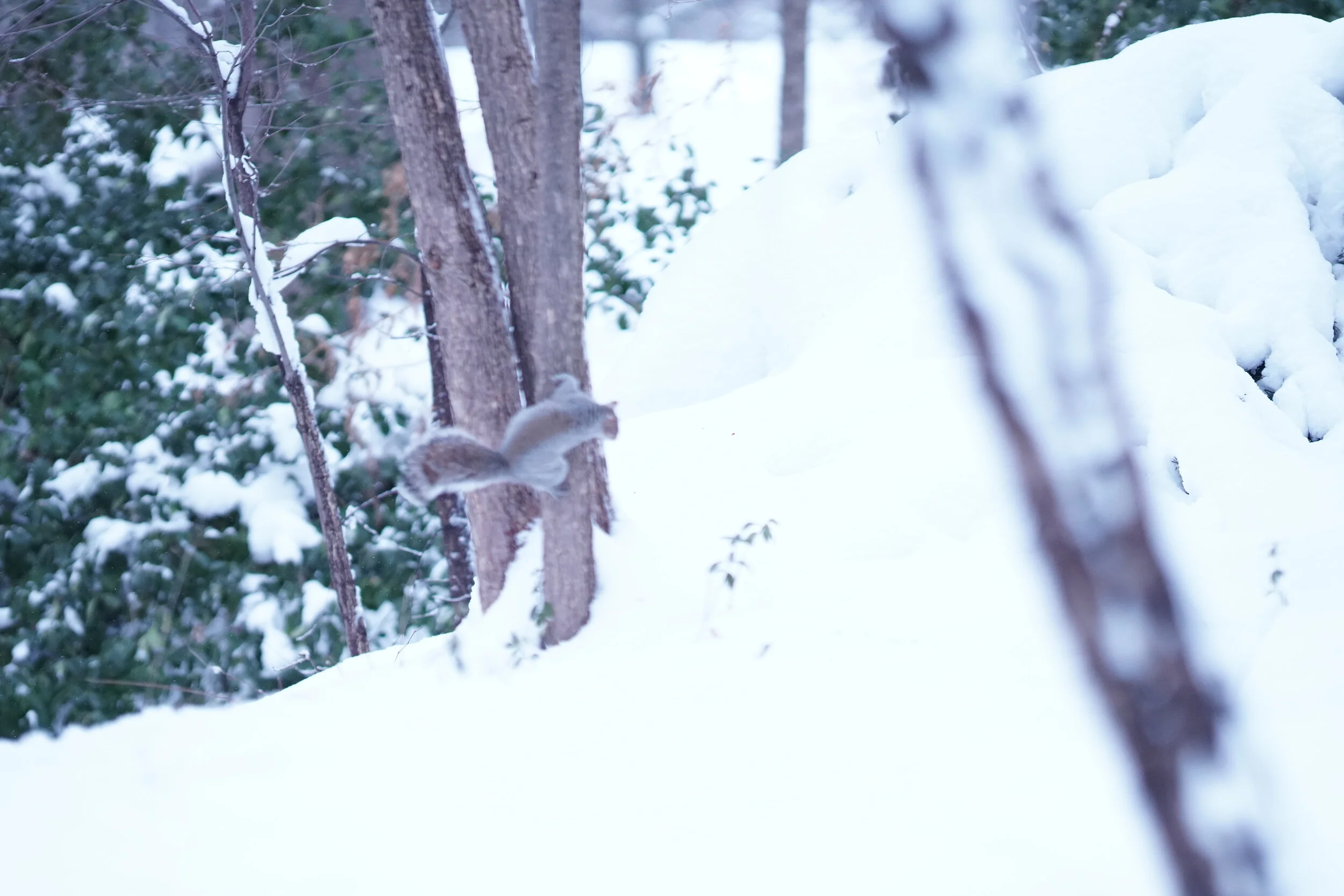 Icy Park 2021 (Central Park - Blizzard 2021 Aftermath -8