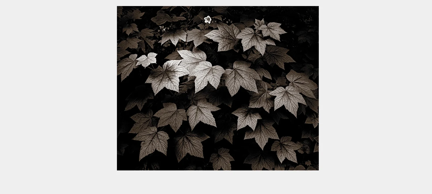 Hidden Beauty