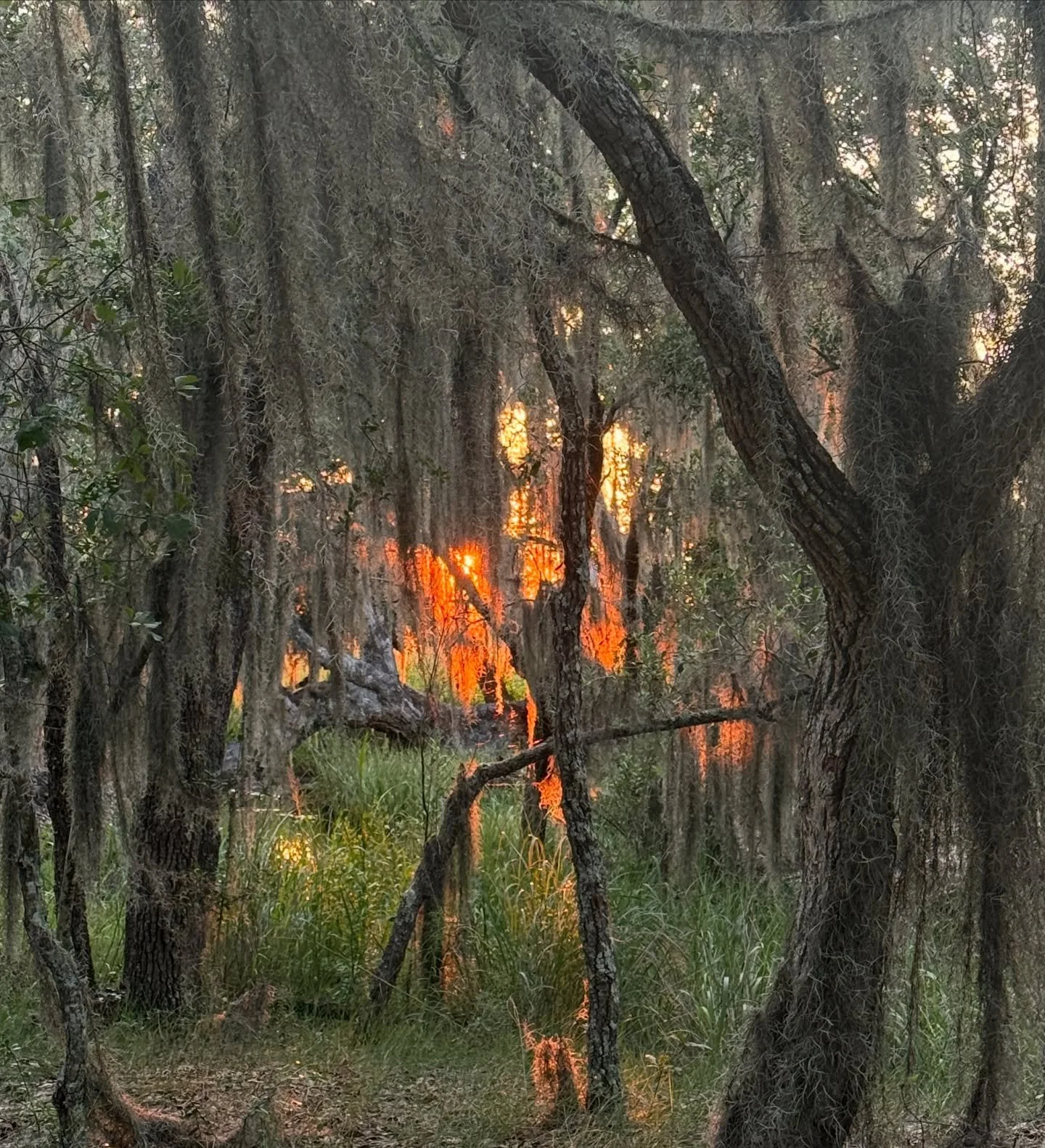 On my walk a few days ago, I went a way I usually don&rsquo;t and I saw something I&rsquo;ve never seen&mdash; the moss lit with the fire of the setting sun&hellip; overwhelming beauty! The Artist at work. ❤️

#wadmalawisland #charlestonlife #godpain
