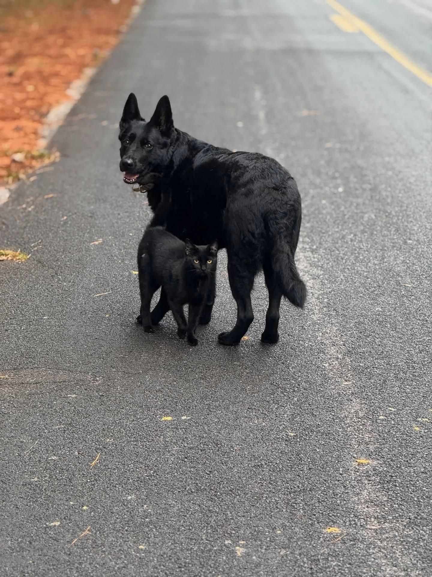Fall walks with little friends and a 25 year old photo.