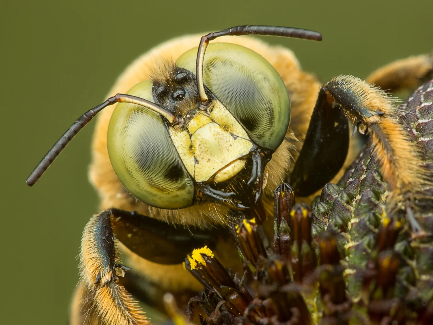 Carpenter Bee