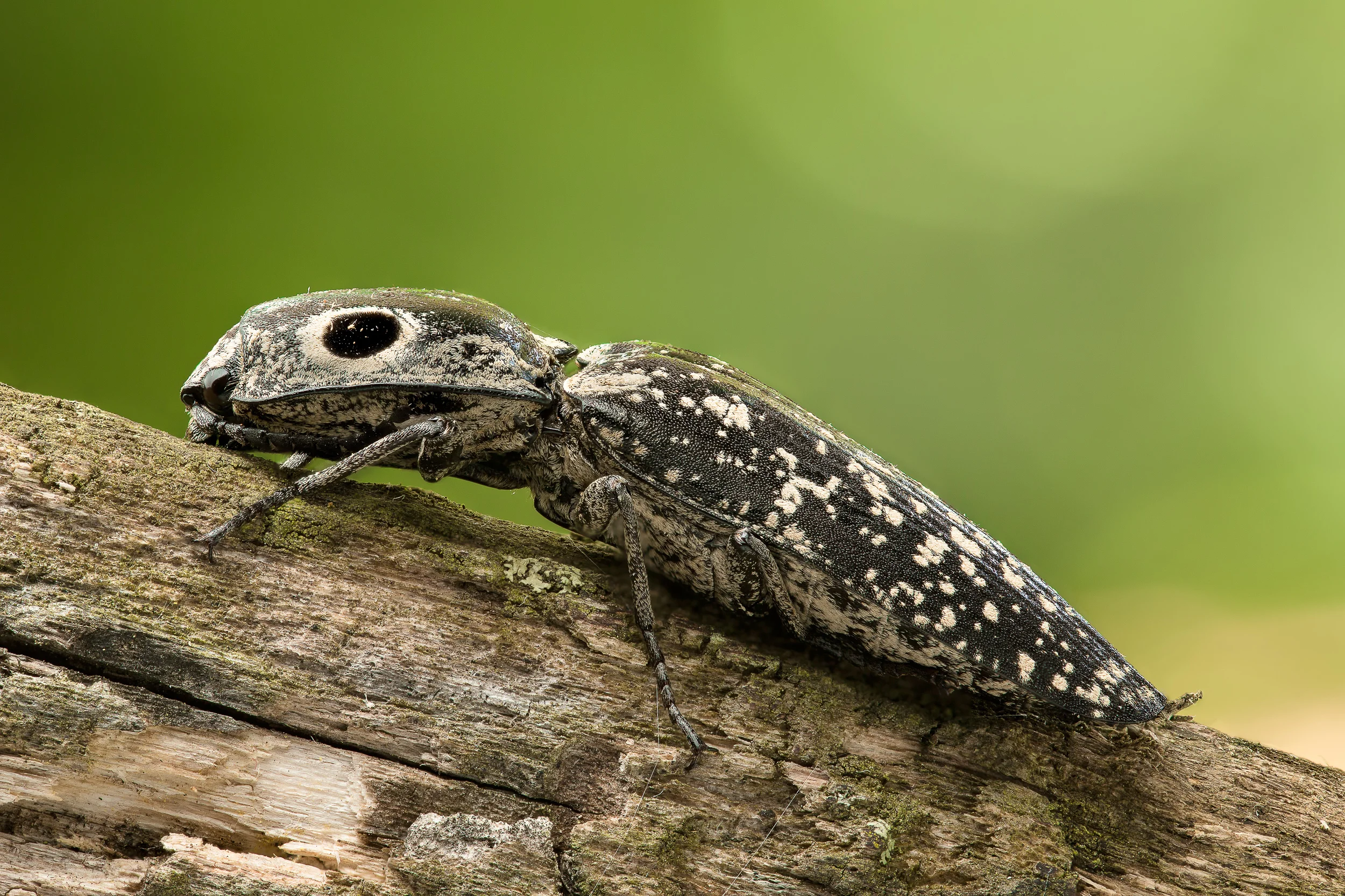 big-click - 61imagestack - bckyd - msws-2500.jpg