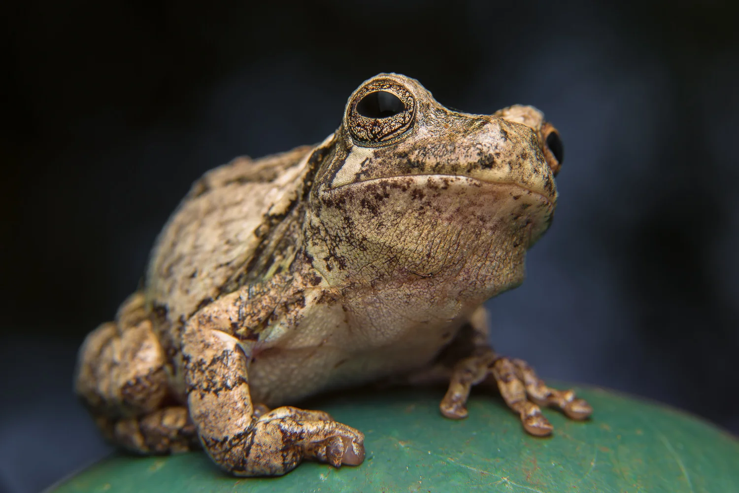 frog on pole - tamargext - 1500px x 72dpi -01.jpg