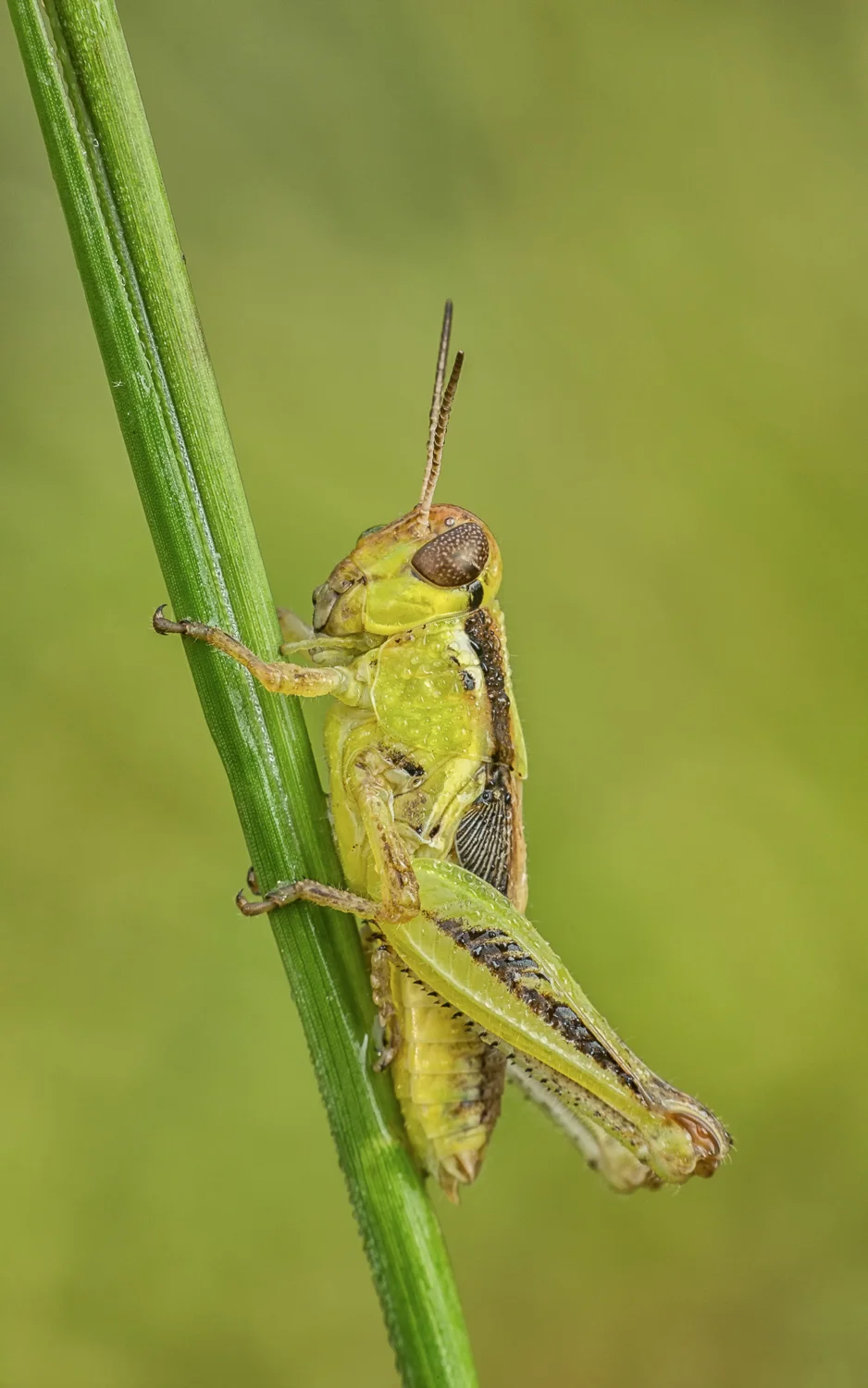 grasshopper - bw08-wpfrtlwn - 1500px x 72dpi -03.jpg
