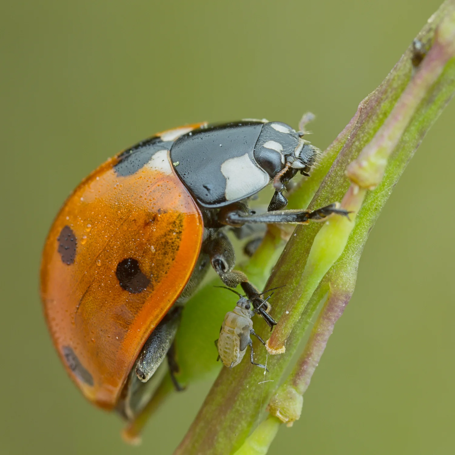 ladybug and aphid - wilbayns - 1500px x 72dpi -01.jpg