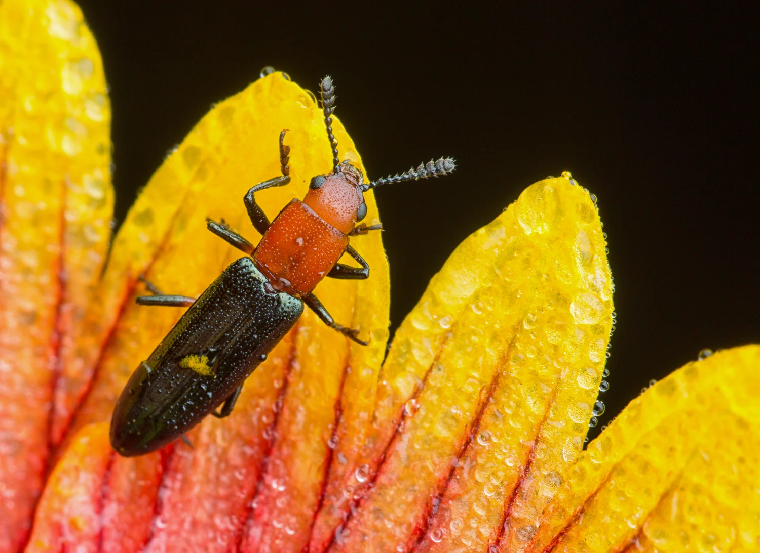lizard beetle - wilbayns - 1500px x 72dpi -01.jpg