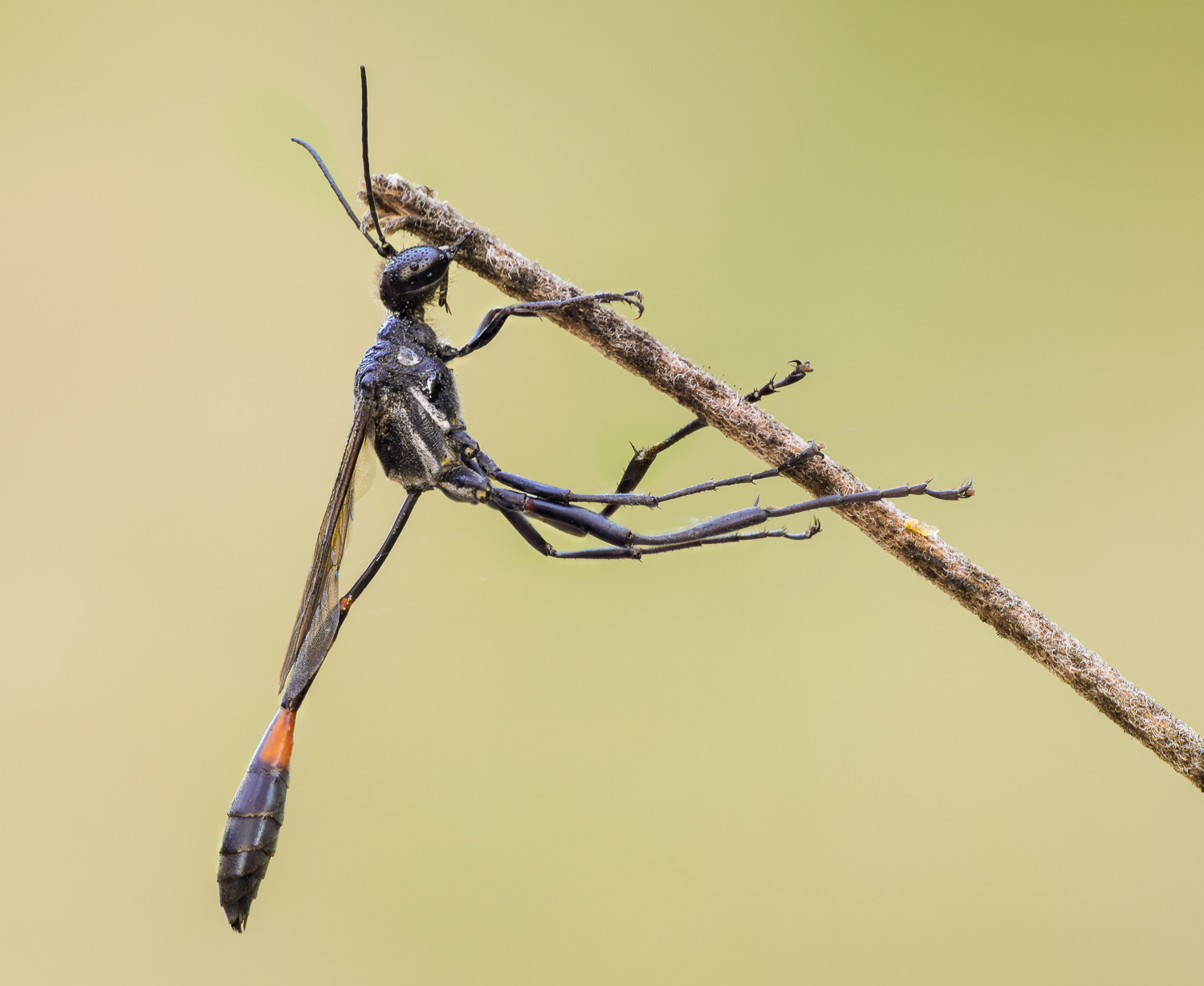 Common Thread Waisted Wasp