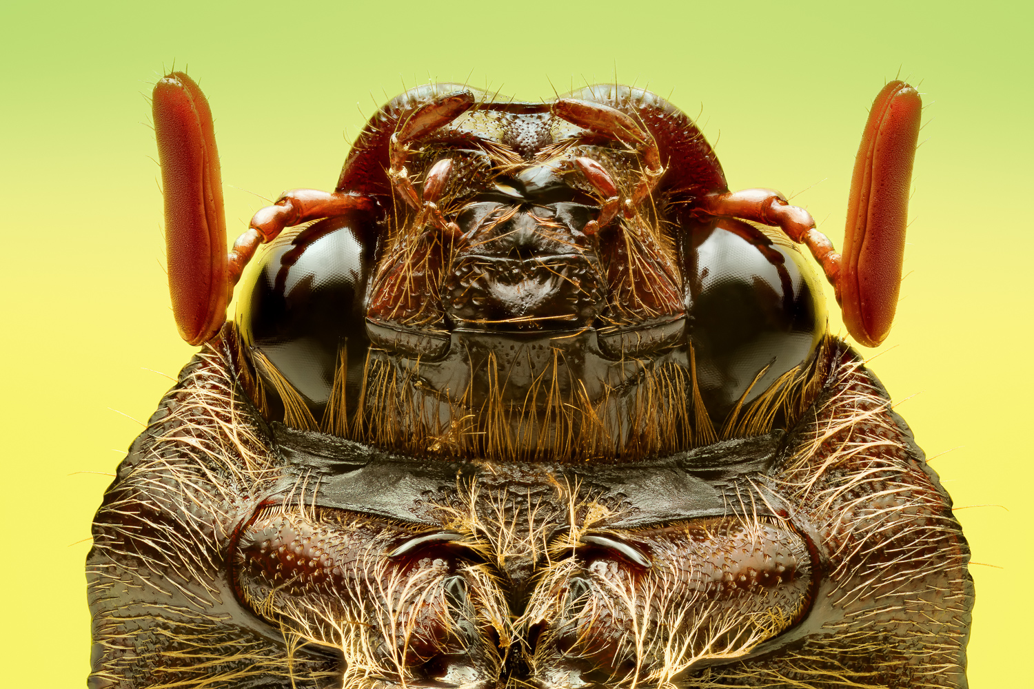 June Bug - Rhizotrogus majalis - Stack