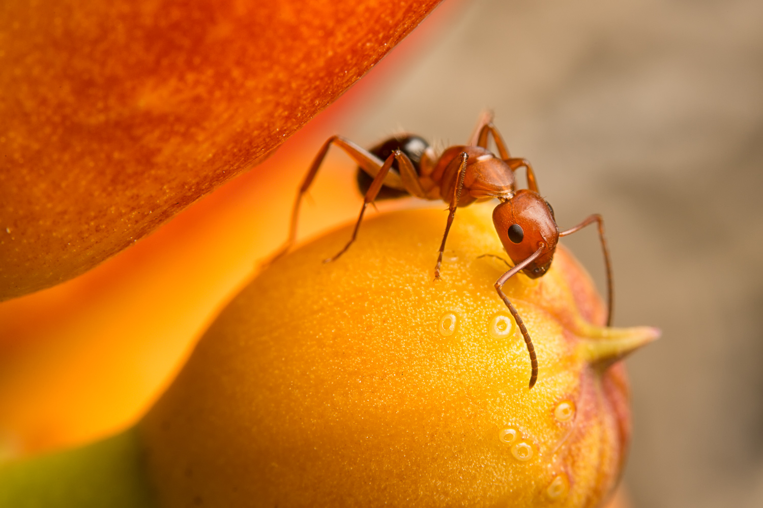 Creeper Ants
