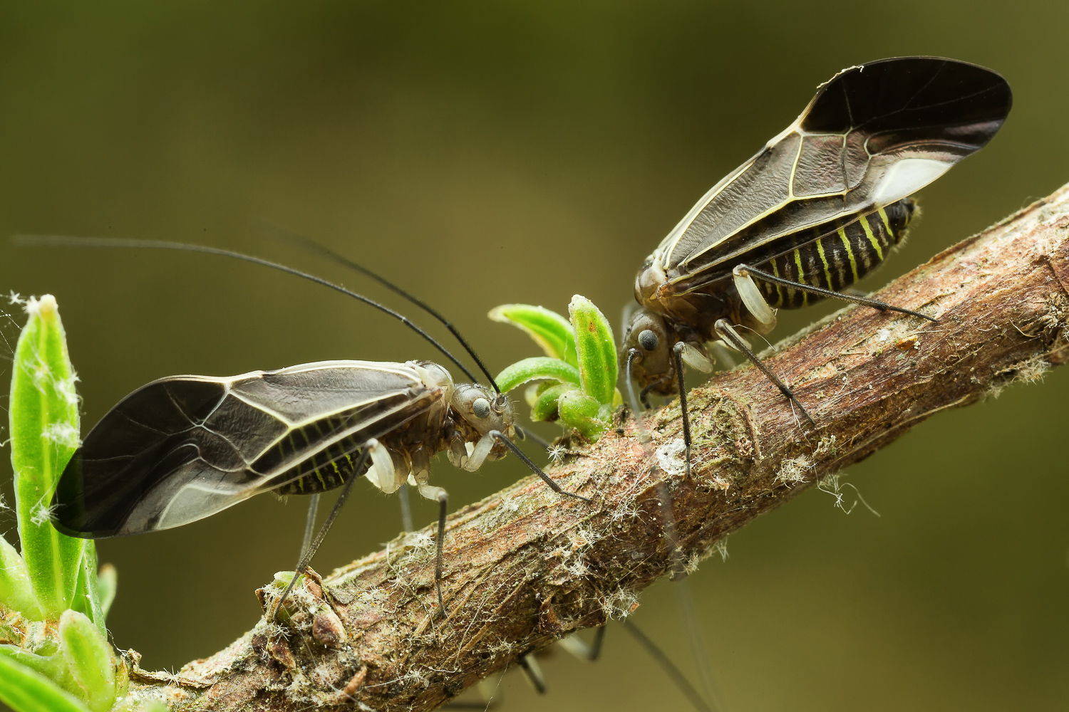 Bark Lice - (Cerastipsocus venosus)