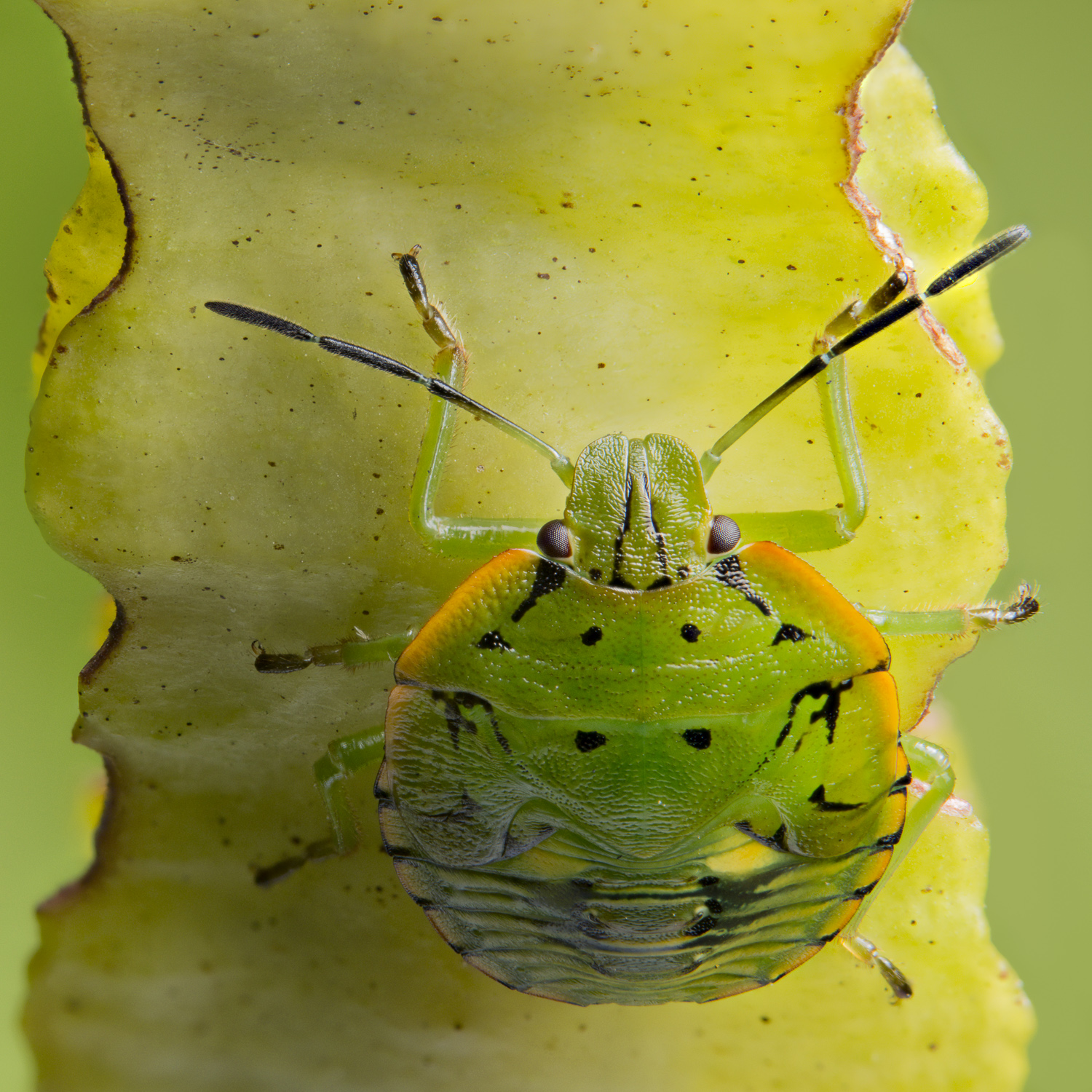 True Green