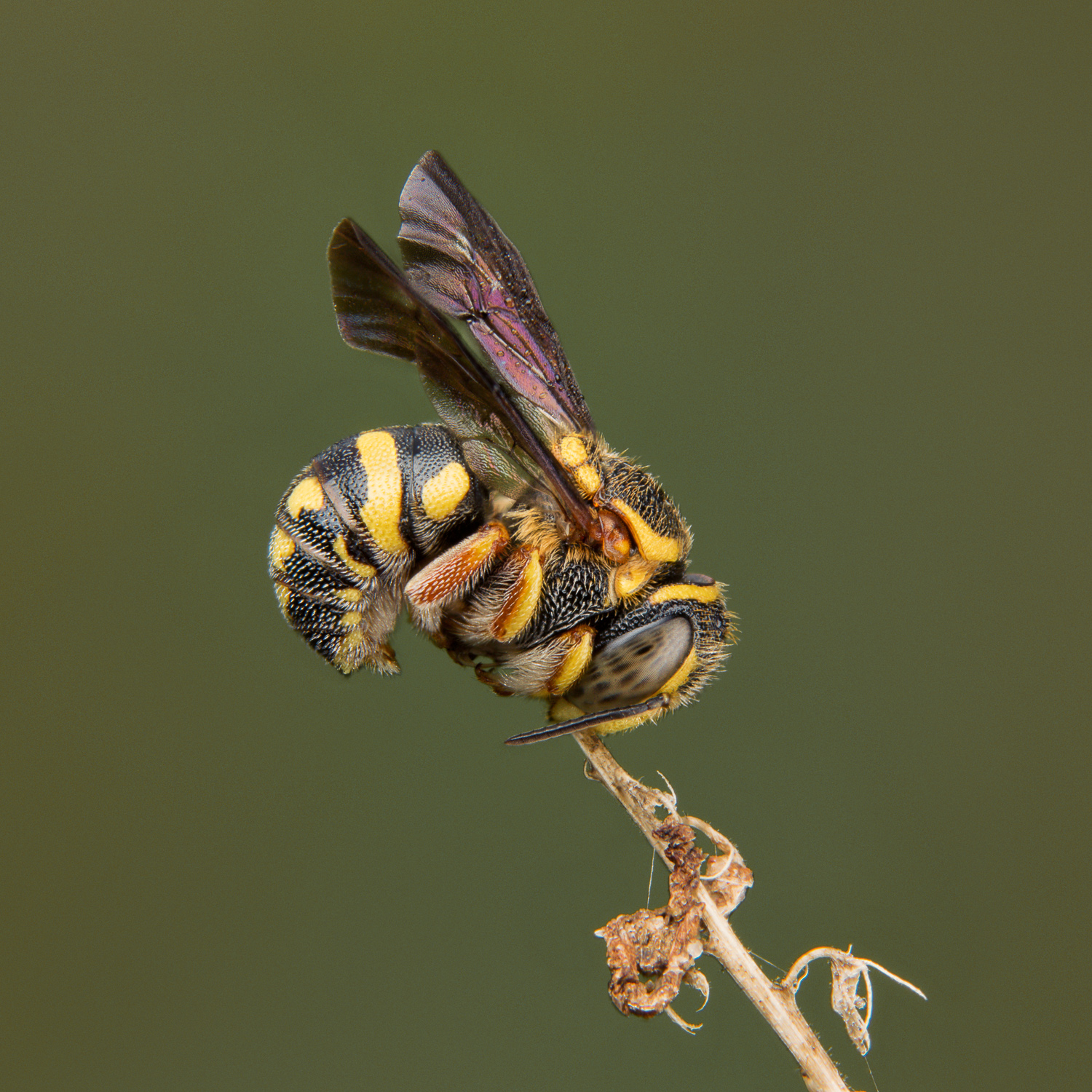 sleeping bee - bw08-wpfrtlwn - 1500px x 72dpi -03.jpg