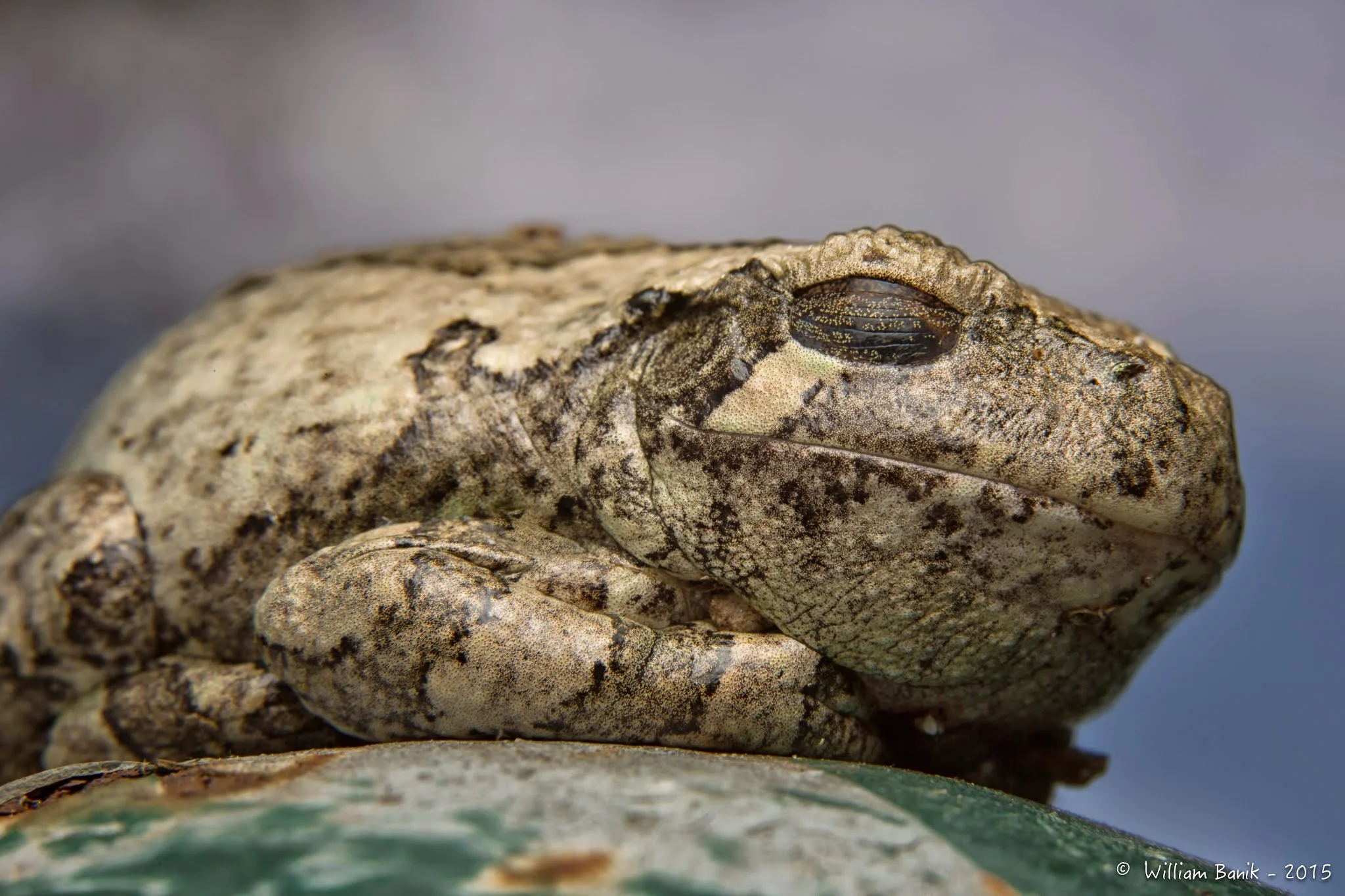 frog on pole - atmse -02 (1).jpg