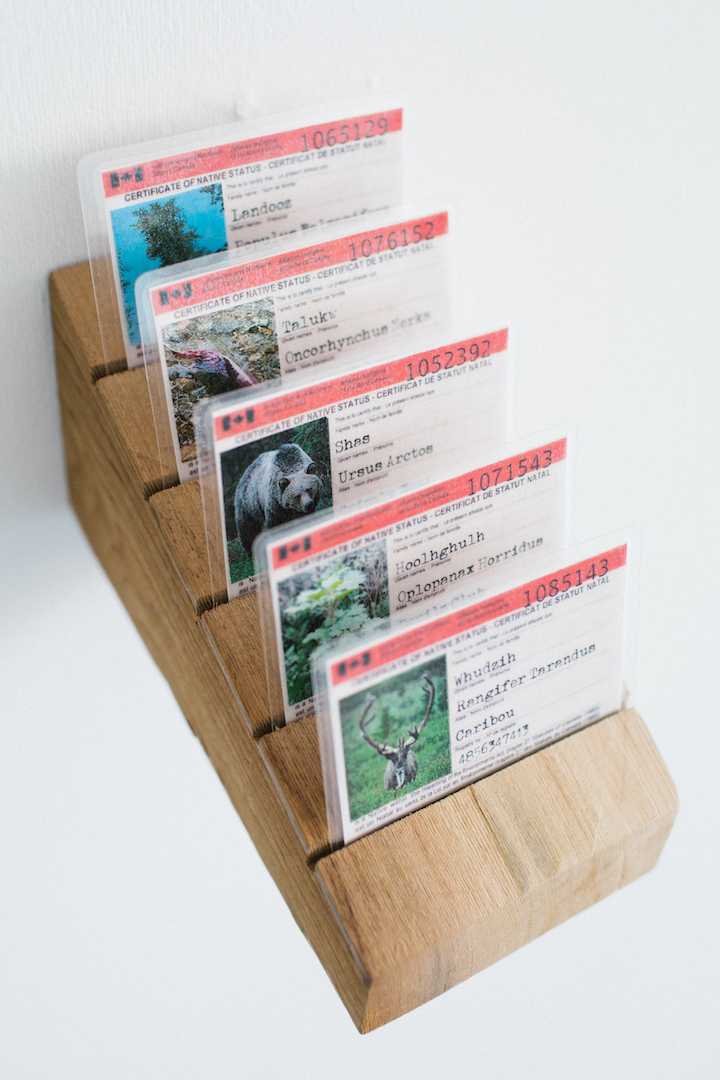  Jennifer Annaïs Pighin.&nbsp; Native Status Cards . 2017. Mixed media.&nbsp;Photo by Denis Gutiérrez-Ogrinc.&nbsp; 