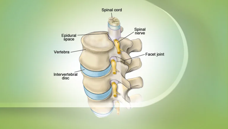 spine.jpg