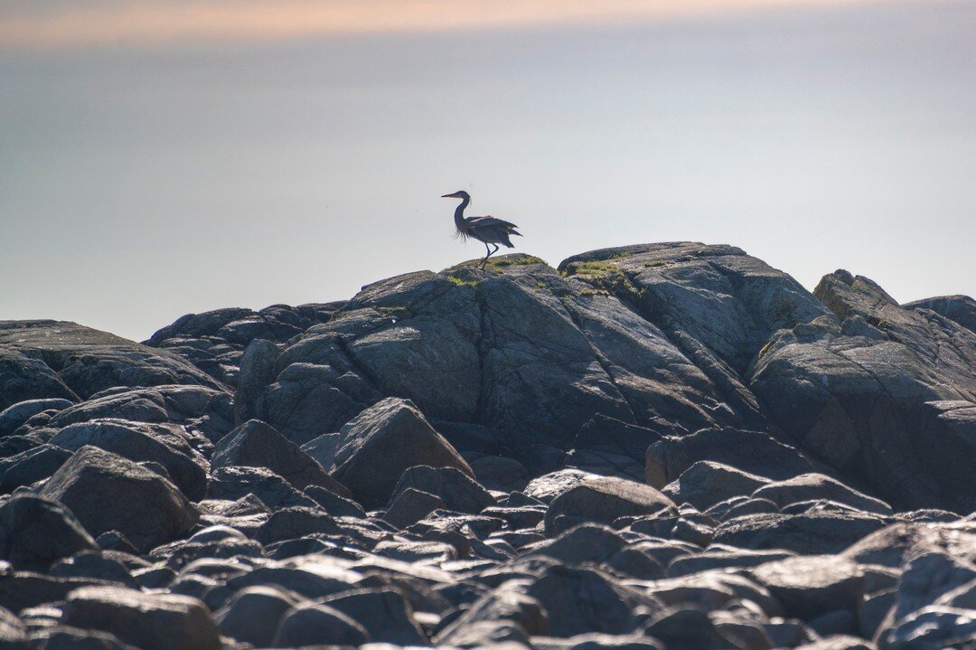 I think my favourite days are when I get to shoot next to where all the wildlife is happening

#vancouverisland #realestate #blueheron #beach #westcoast