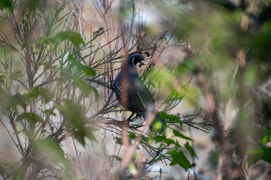 Found this guy on a lot I was shooting today #quail #ladysmith