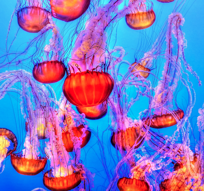 An Evening of Poetry & ... Marine Science?