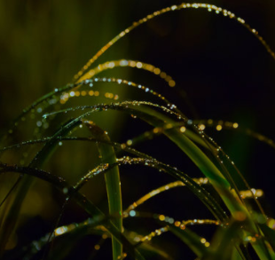 Open Mic: Adriana Ciontea's Night Poems