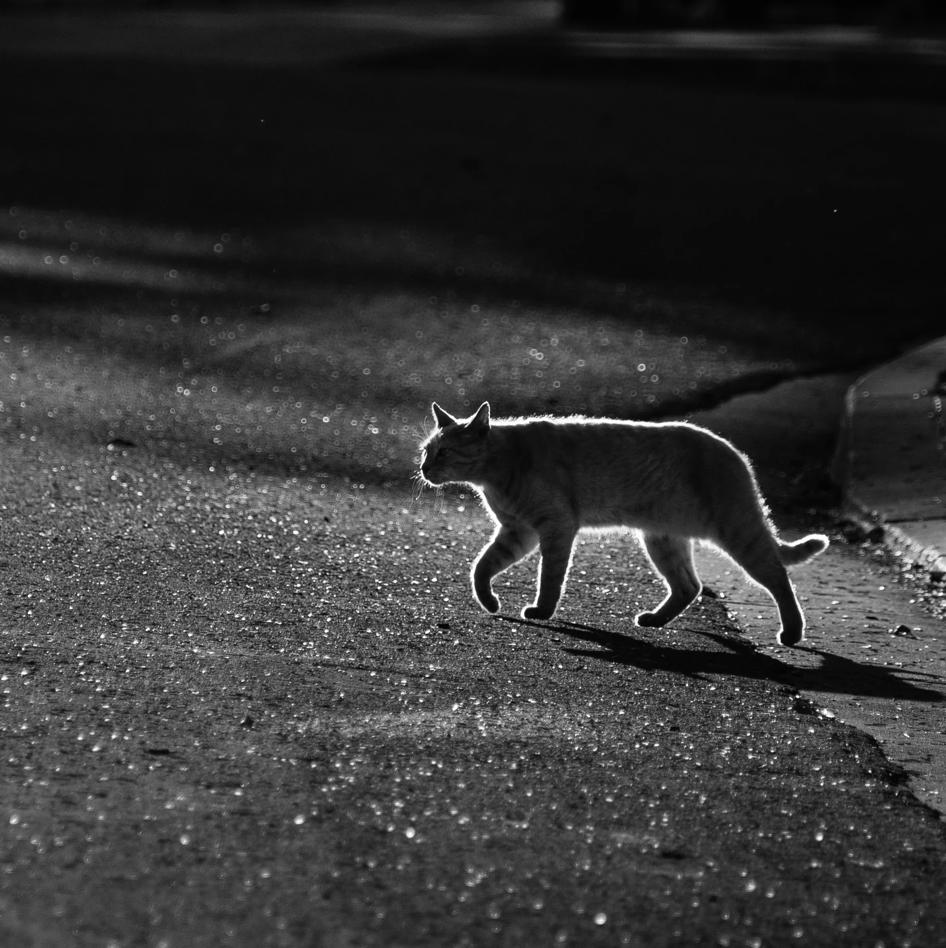 Open Mic: Kieran McGuigan's Midnight Cat (and Other Bodies)