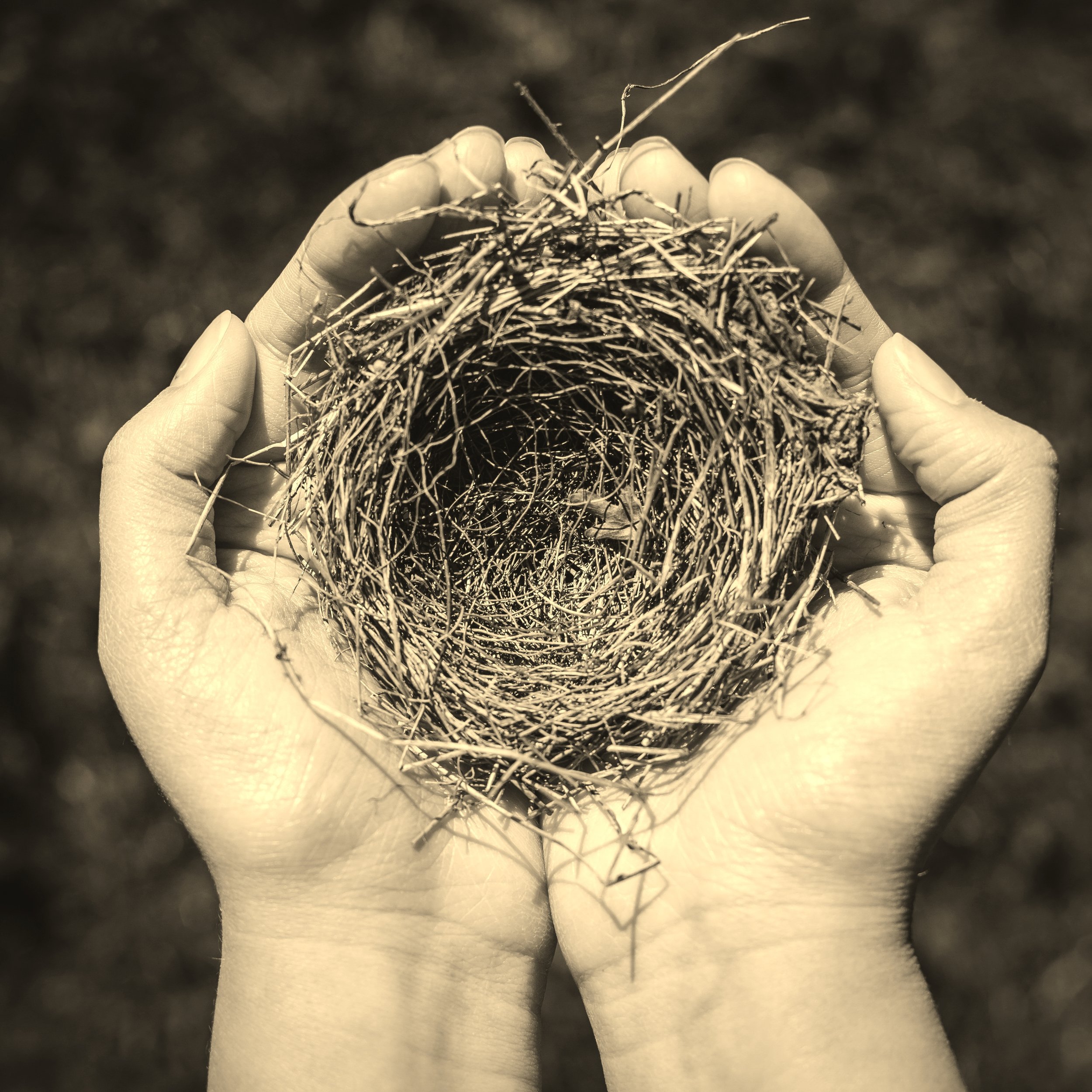 Nest: Our Upcoming Epistolary Project