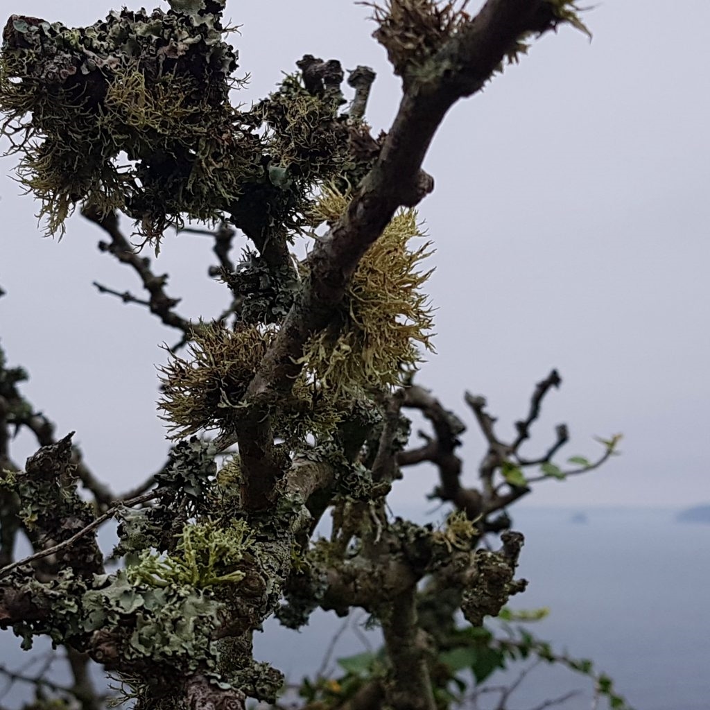 Two Poems by David Devanny
