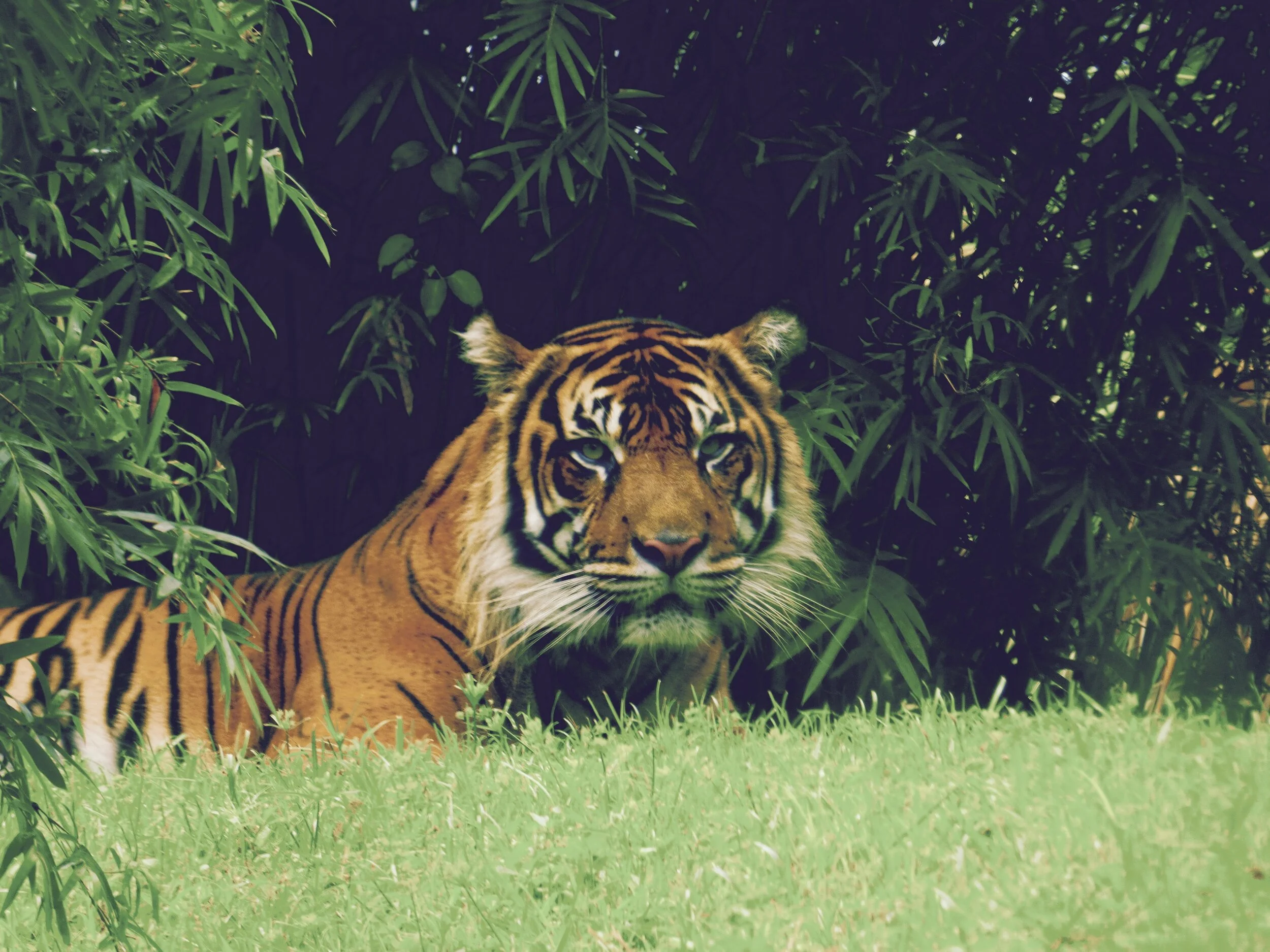 The Last Tiger / Roche Moutonnee