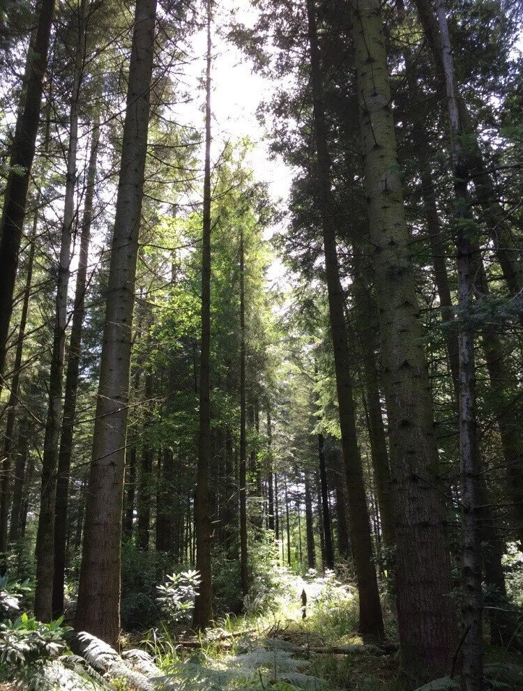 &nbsp;A Hiker’s Guide to Haunted Forests by Eleanor Rodgers