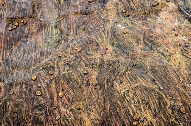Winner of the 500-words Love Story Contest: Tell me the Truth about Limpets by Athene Farrington