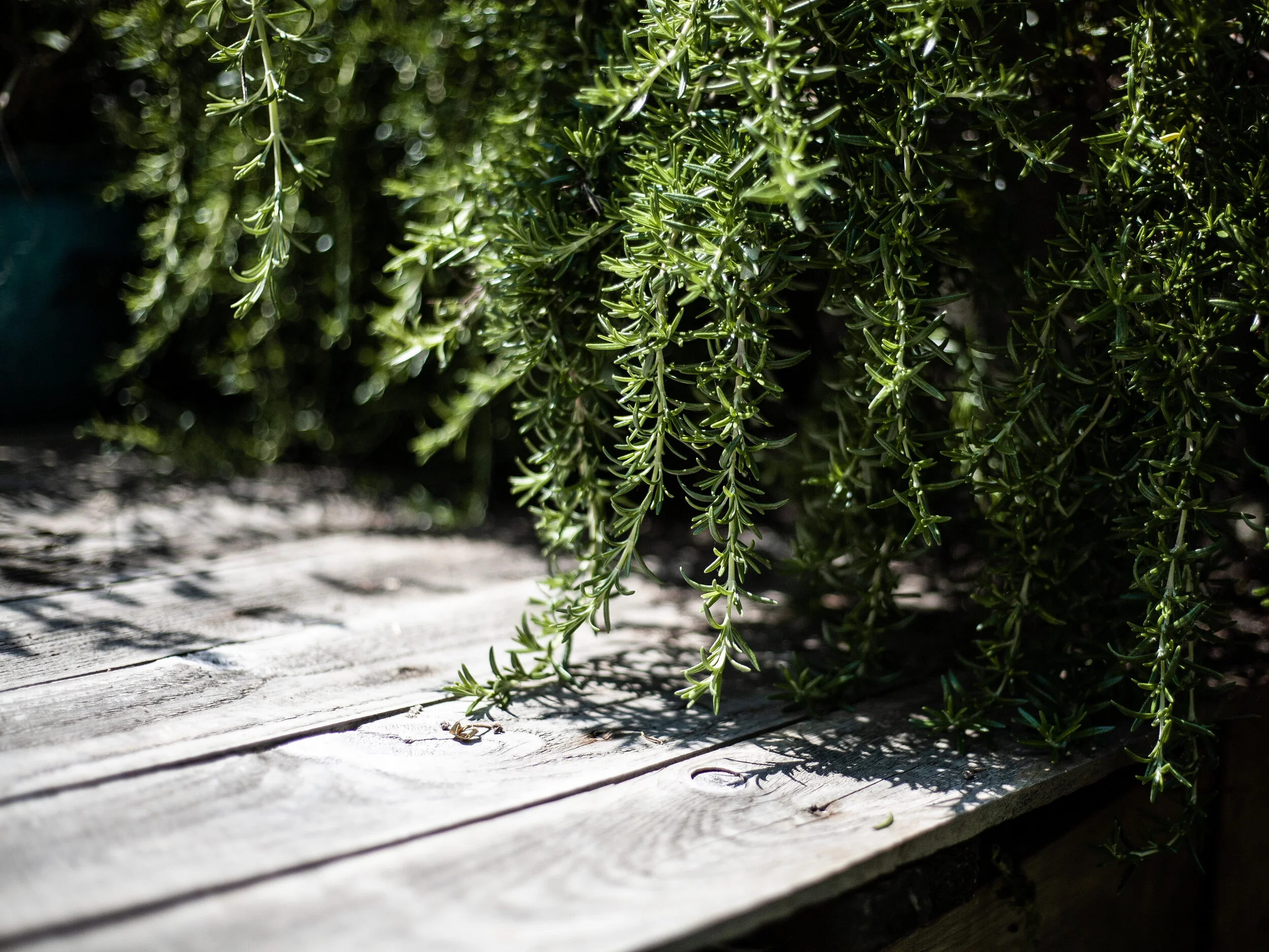 Dreaming of the Garden by Jess Henshall – Part I