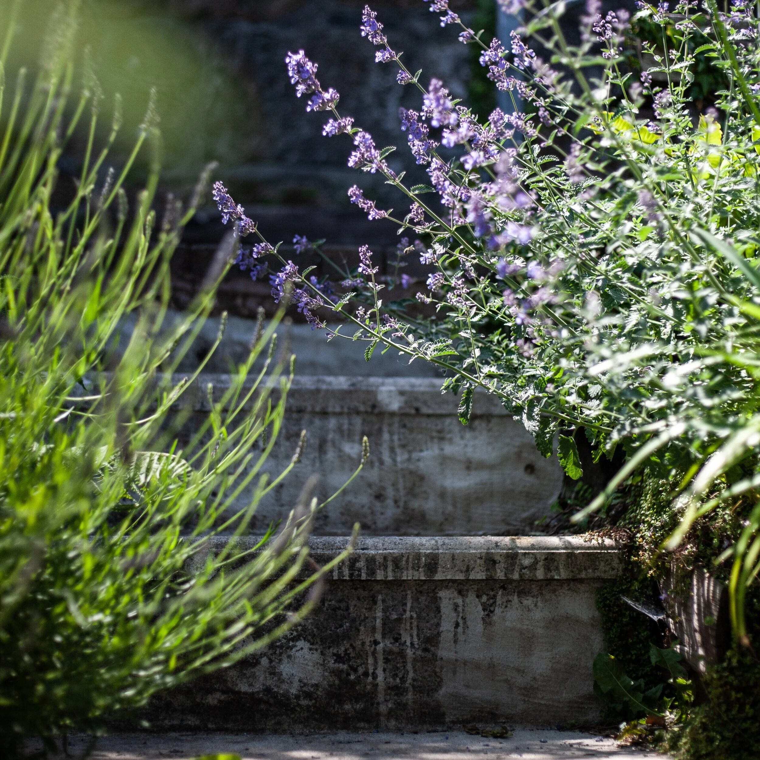 Dreaming of the Garden by Jess Henshall – Part II