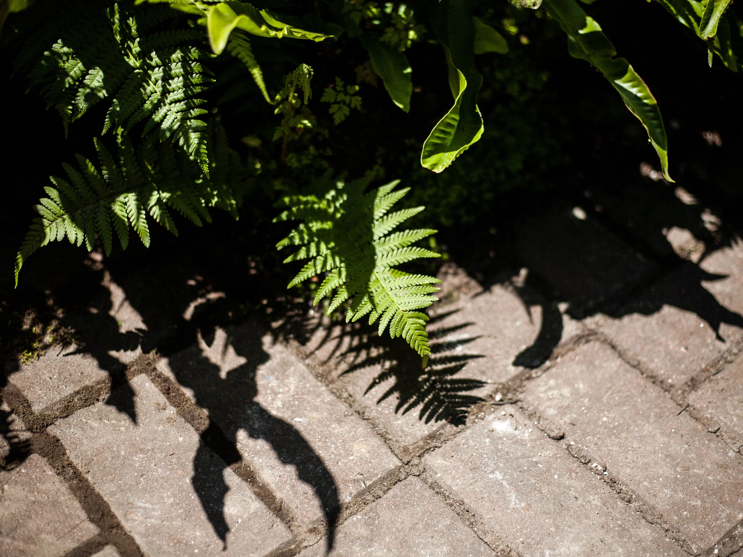 Dreaming of the Garden by Jess Henshall – Part IV