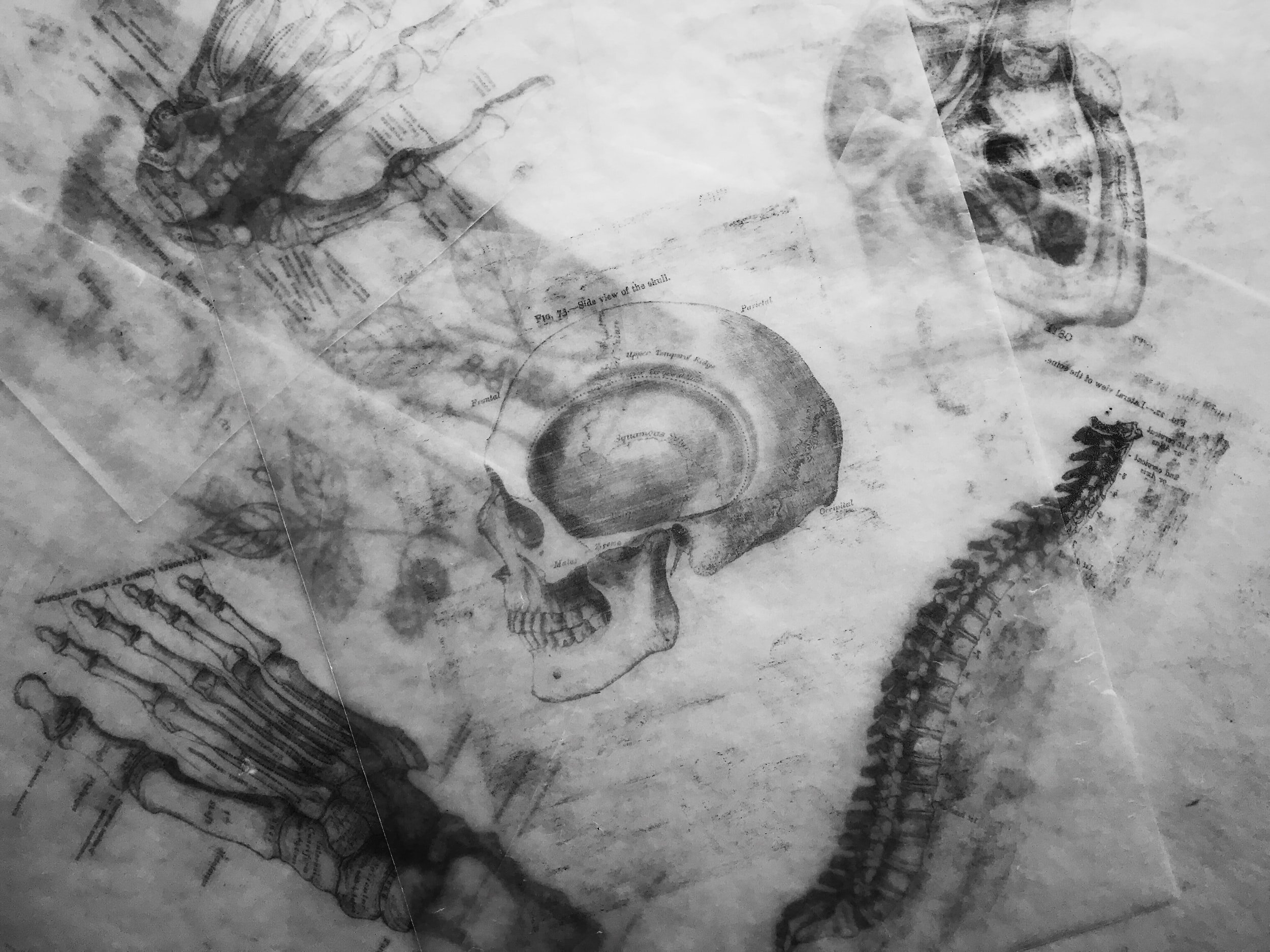 'You!' and 'conputruerunt Iumenta in cerebrum/ his brain is rotten' by Olivia Caldwell