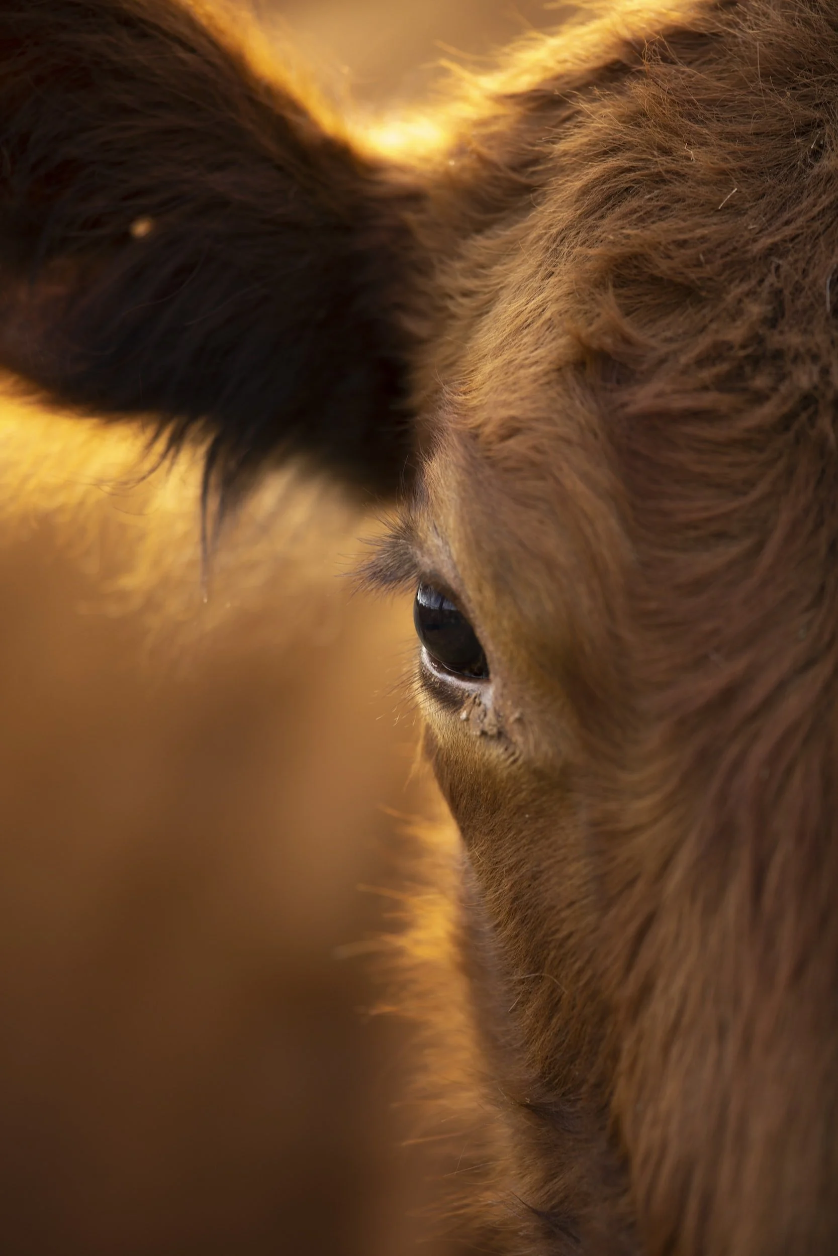 'Animal's Plea for Personhood' by Leonora Ellis