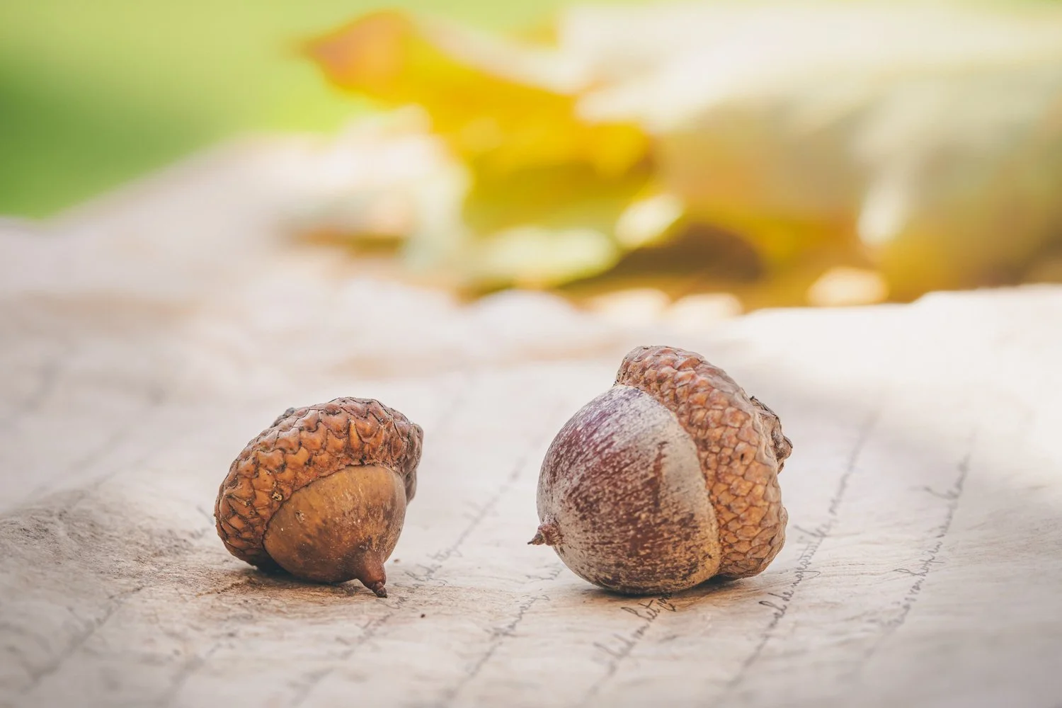 22 Steps - A National Trust Exhibition From Little Acorns: Art Inspired by Sissinghurst