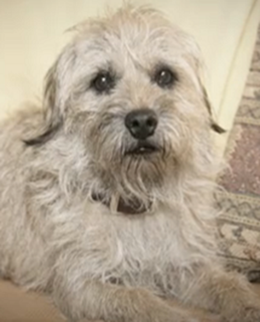 Should Dogs be able to get Degrees?