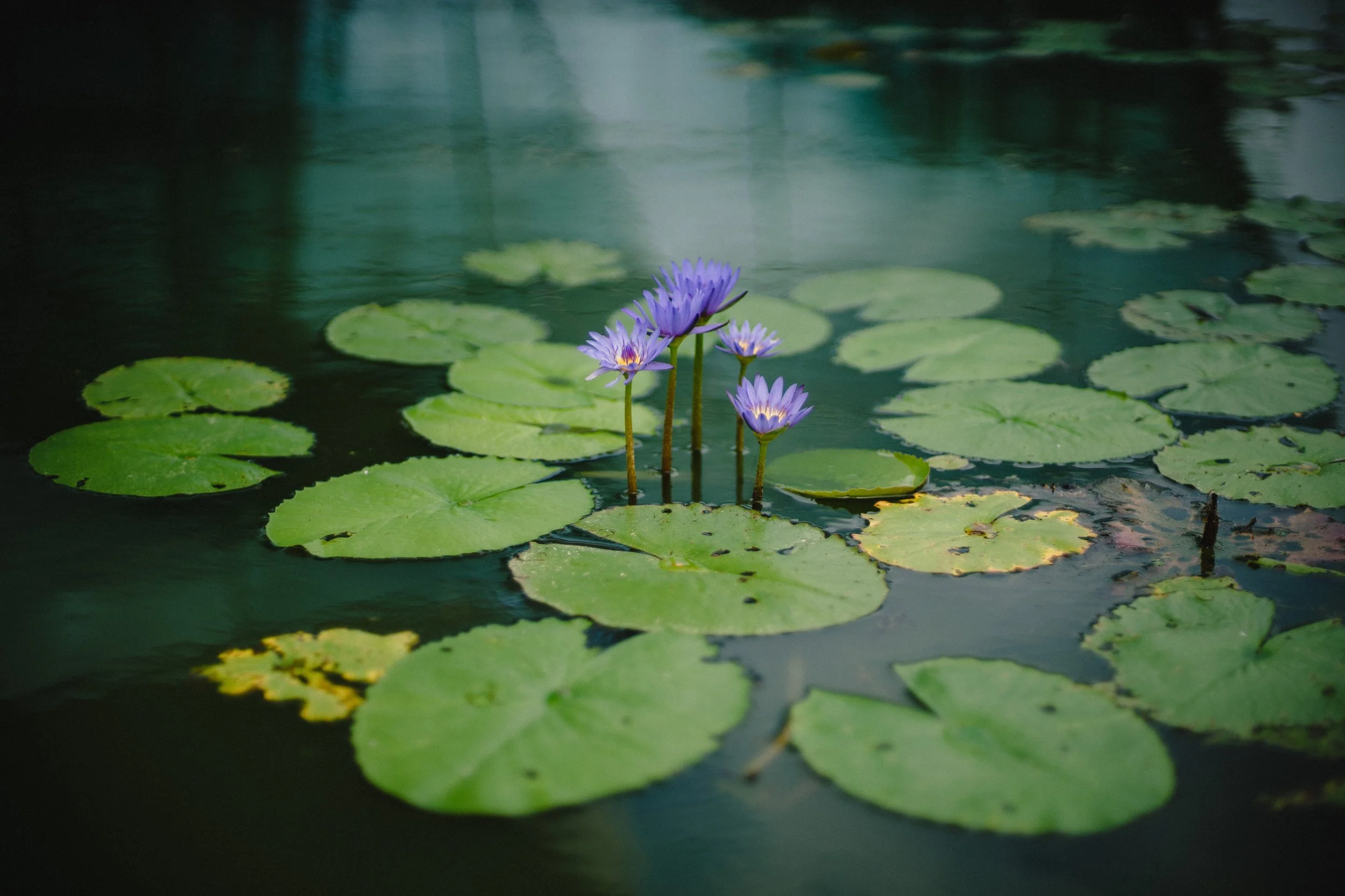 Sharing a Pond