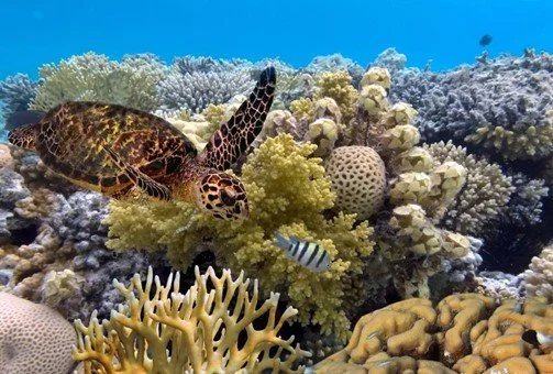 Coral Reefs: A VR Experience