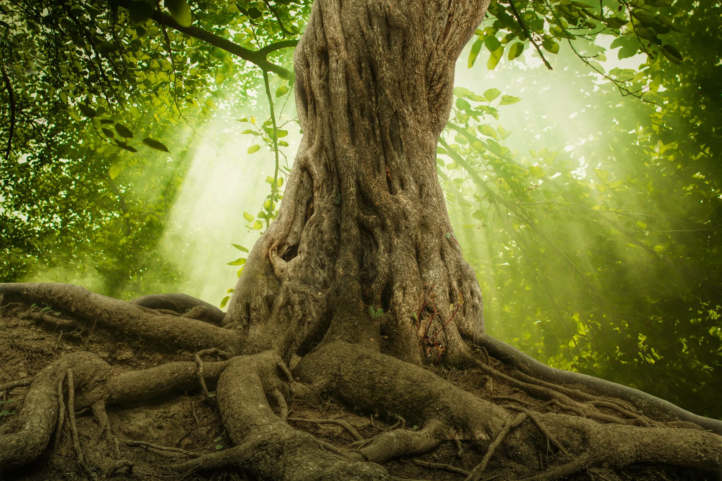 Child of the Tree - by Charlotte Minett