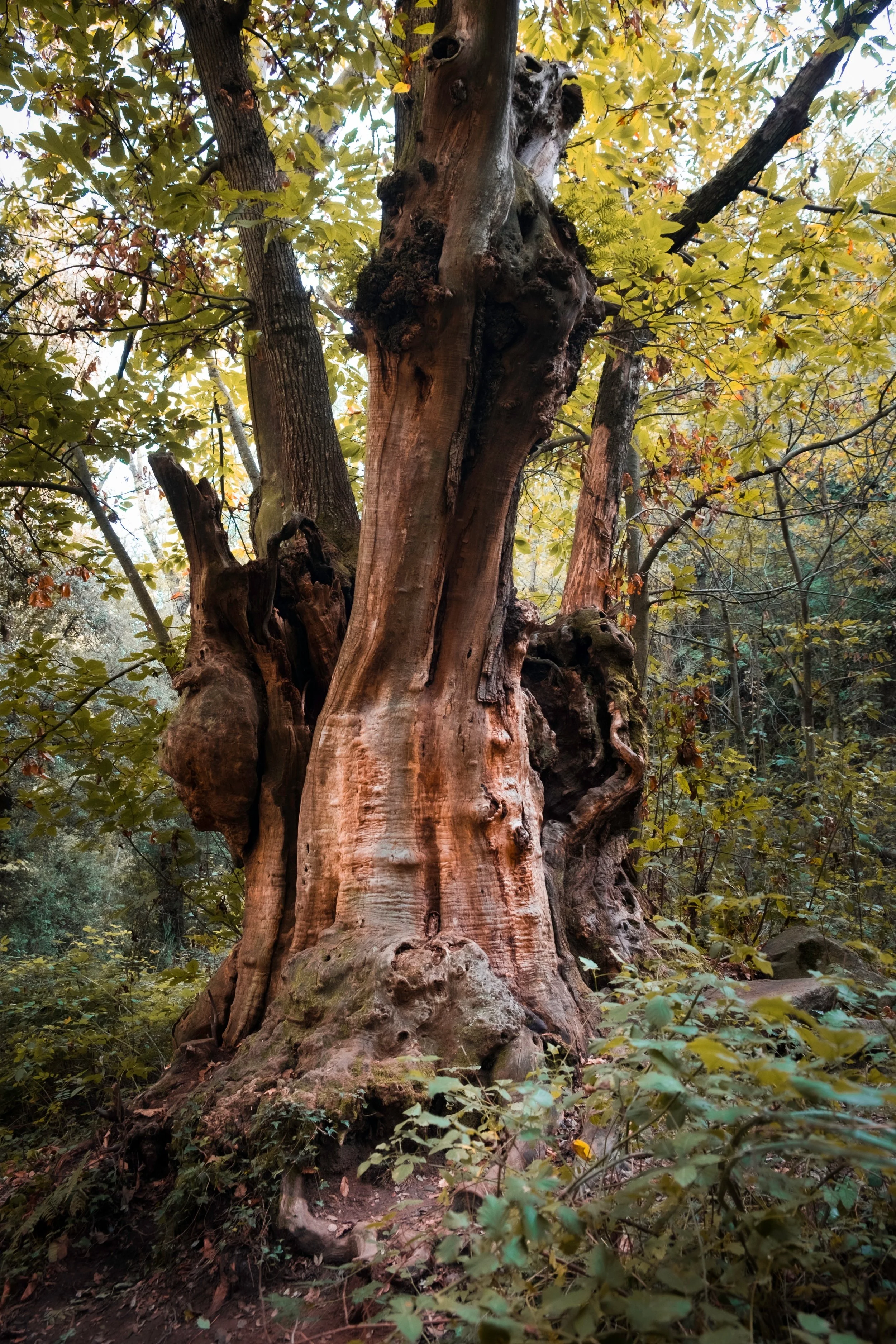 The Ancient One 
