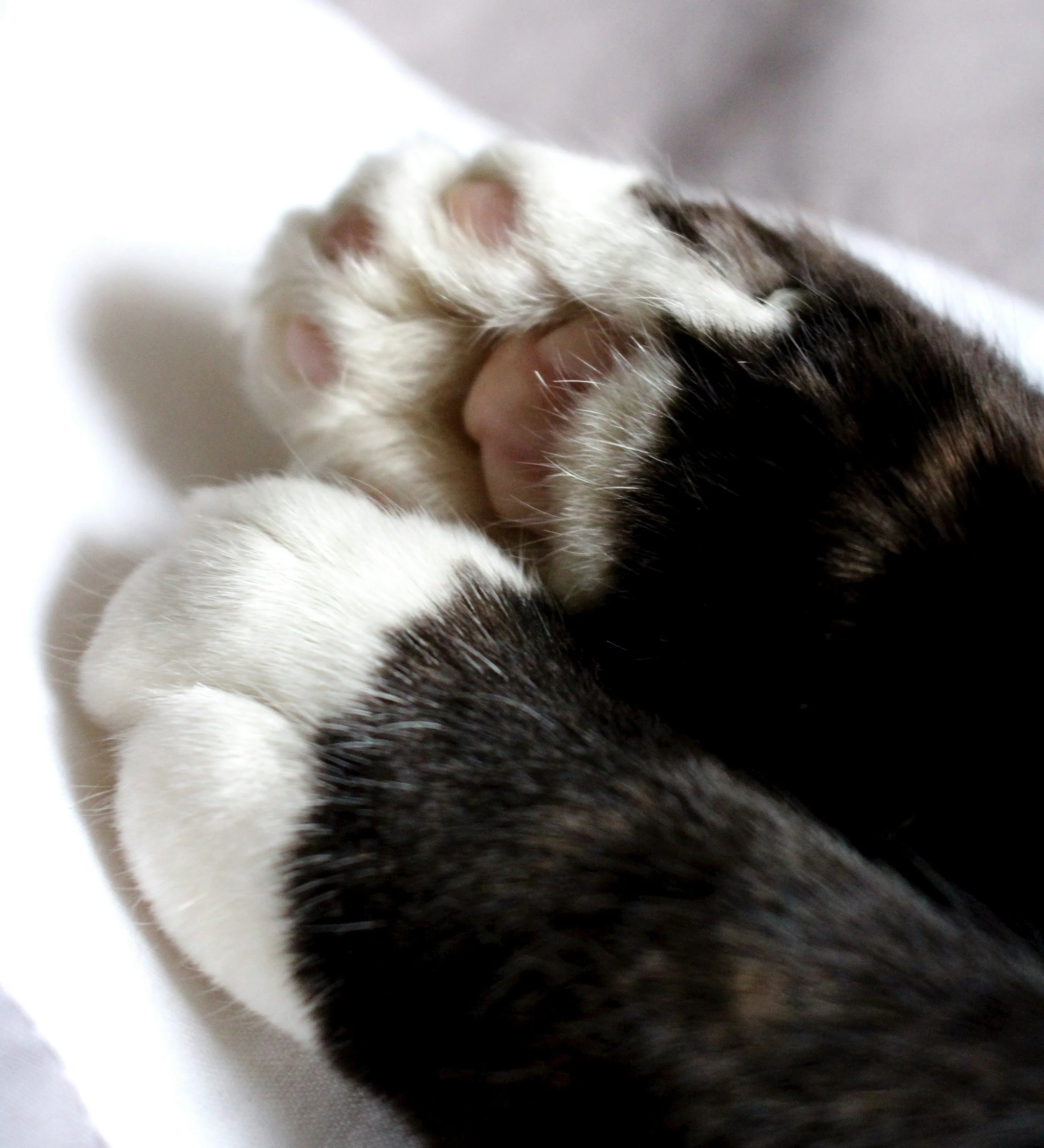 Crossed Paws