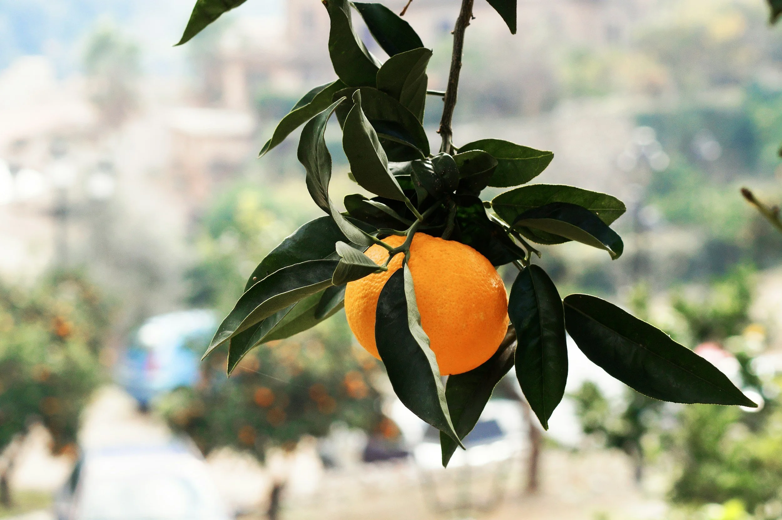 Book Review - 'The Orange and Other Poems' by Wendy Cope